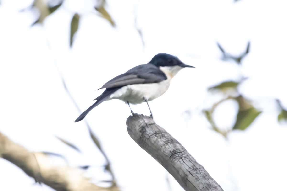 Restless Flycatcher - ML637688855