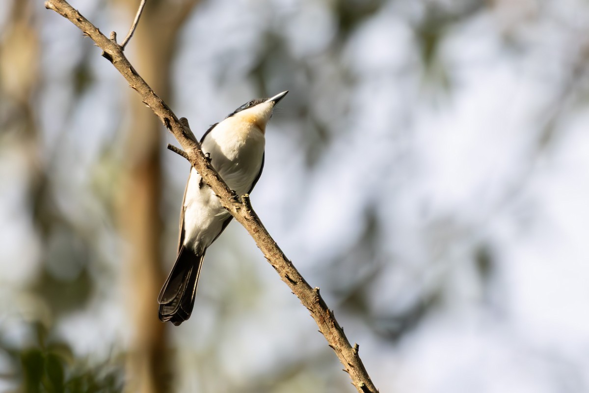 Restless Flycatcher - ML637688856