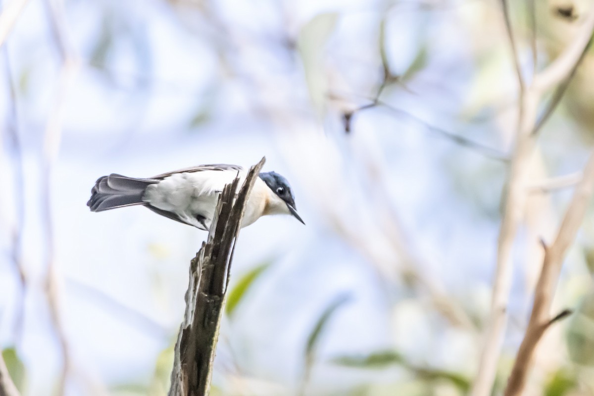 Restless Flycatcher - ML637688857