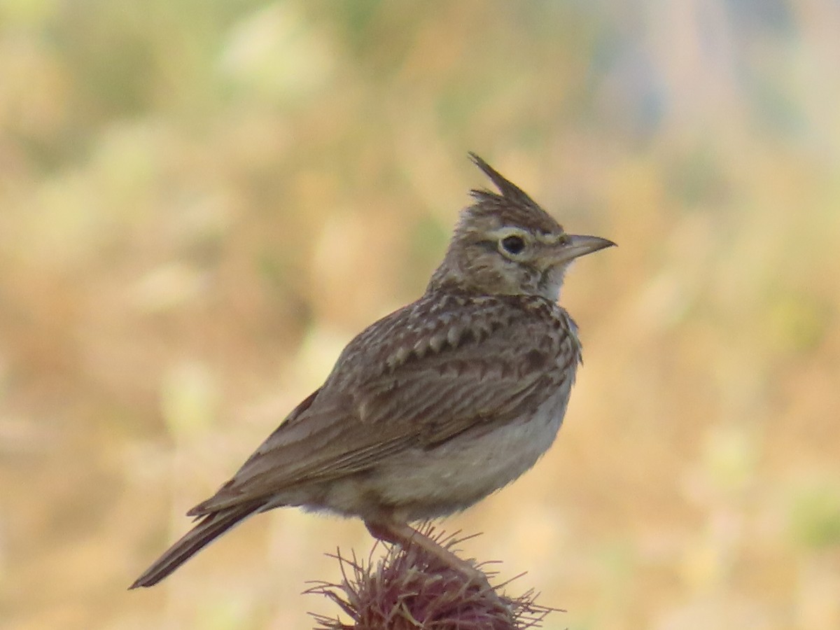 Crested Lark (Crested) - ML637688858