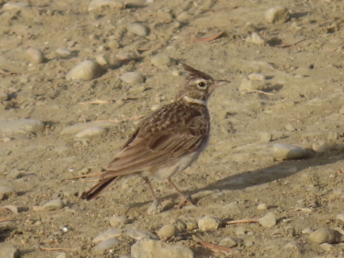 Crested Lark (Crested) - ML637688859
