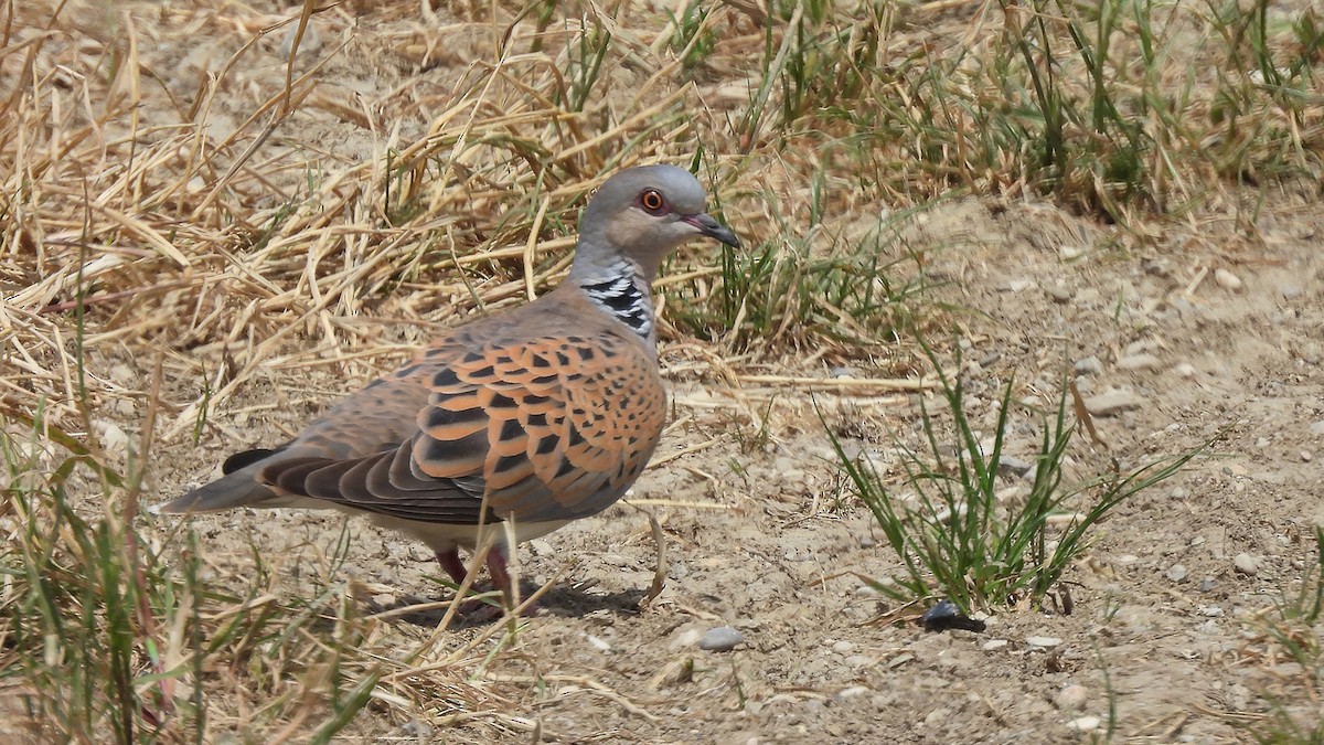 European Turtle-Dove - ML637688861