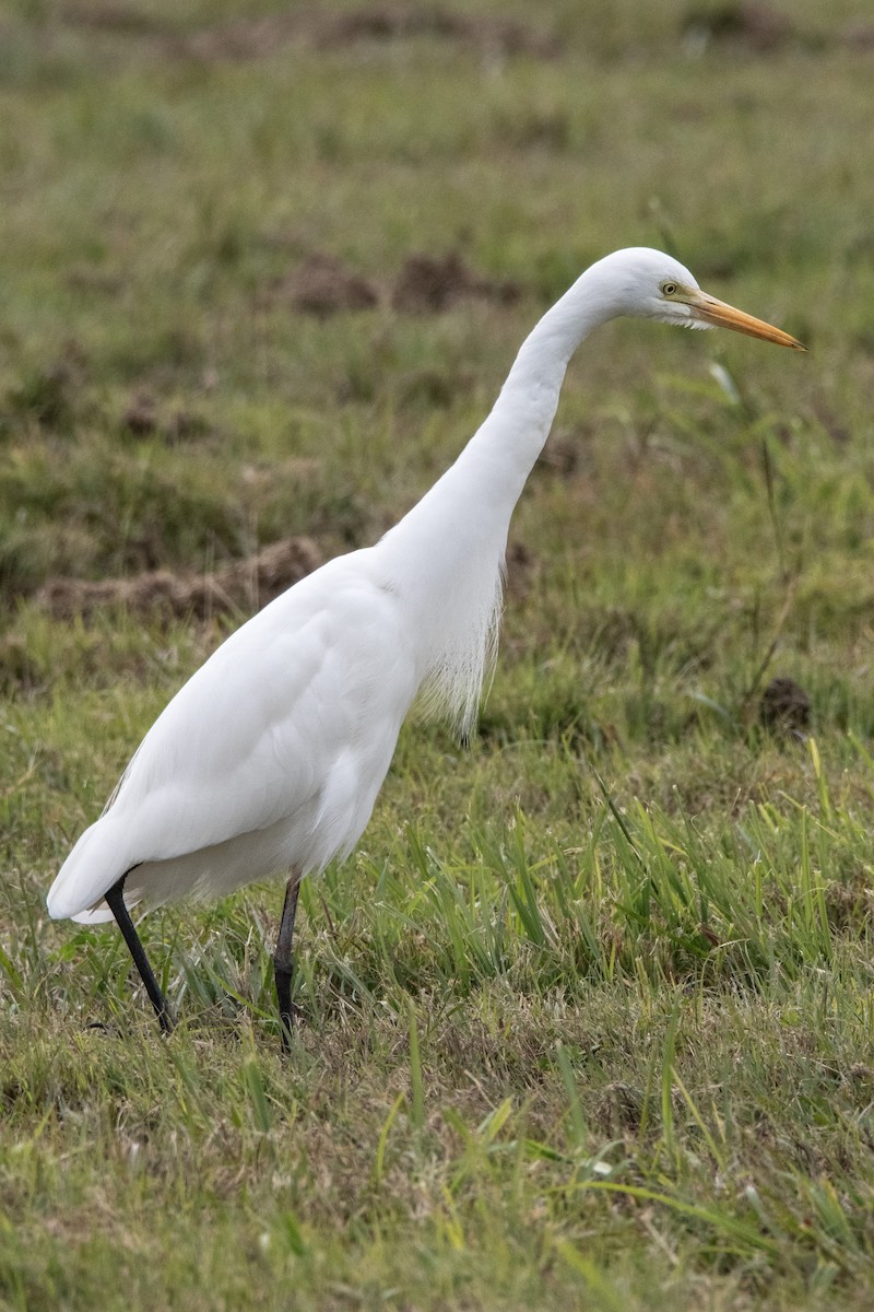 Plumed Egret - ML637688866