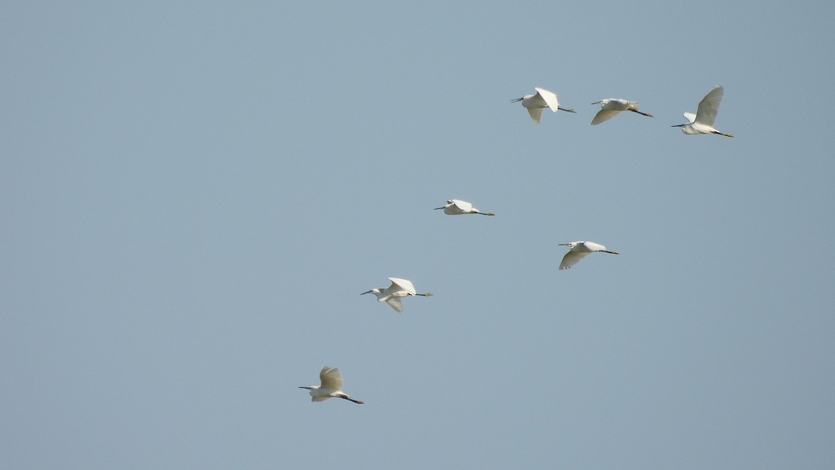 Little Egret (Western) - ML637688867