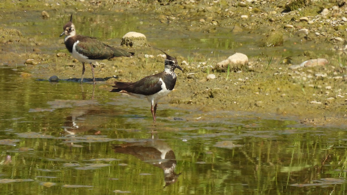 Northern Lapwing - ML637688868