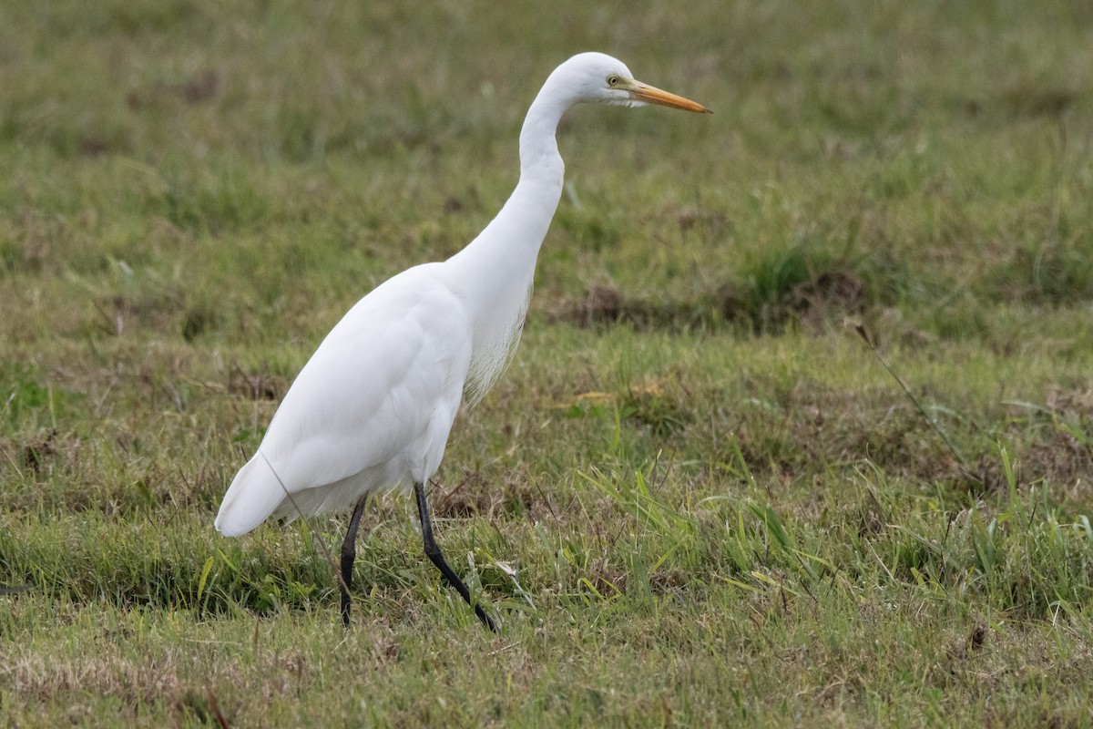 Plumed Egret - ML637688869