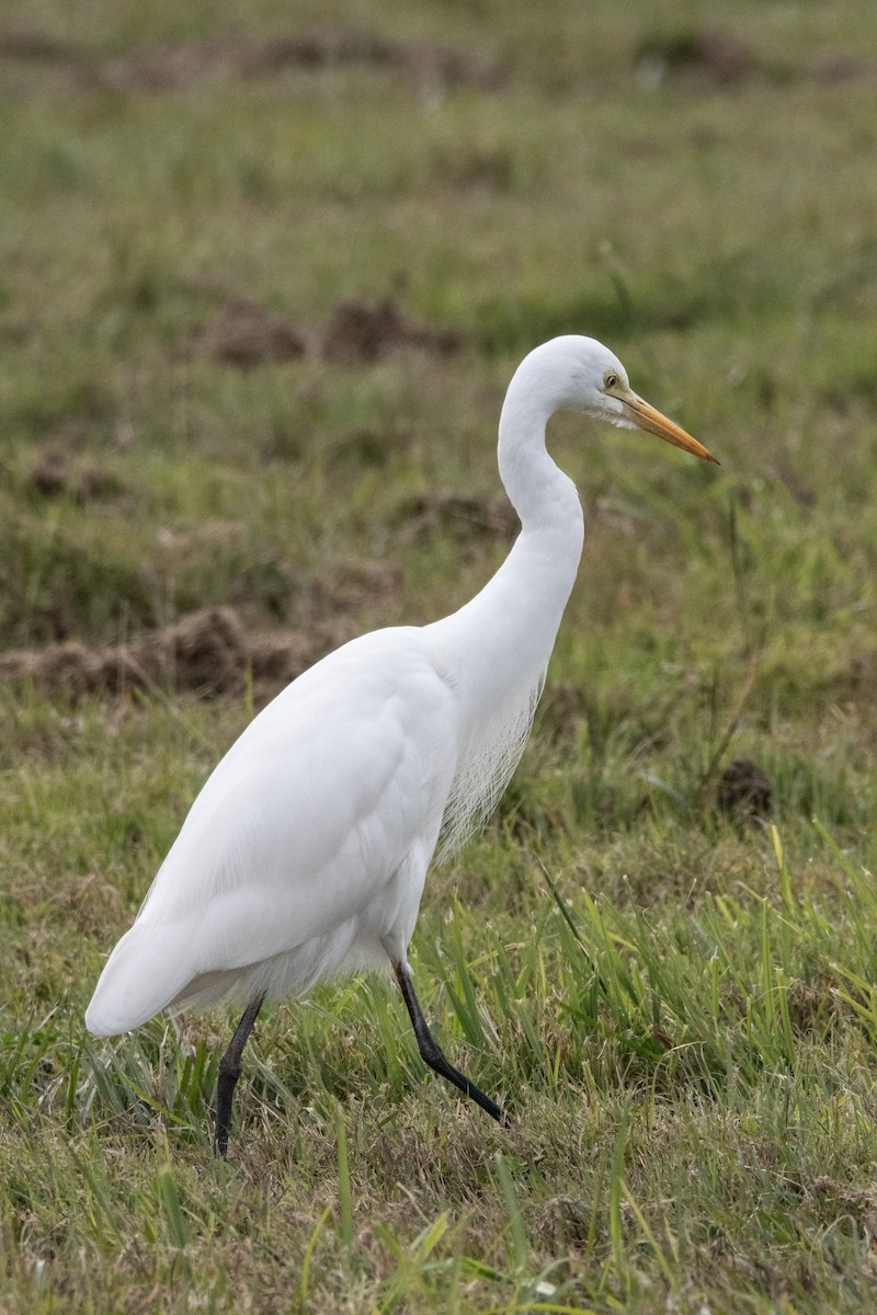 Plumed Egret - ML637688871