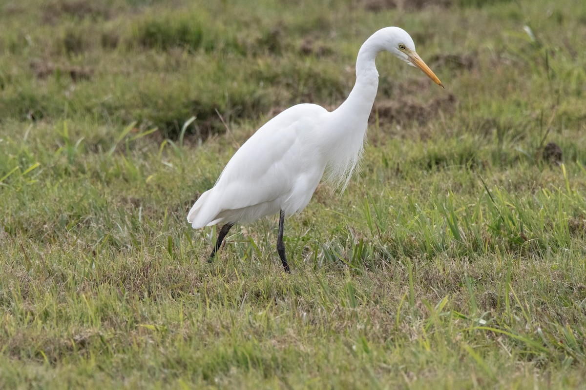 Plumed Egret - ML637688872