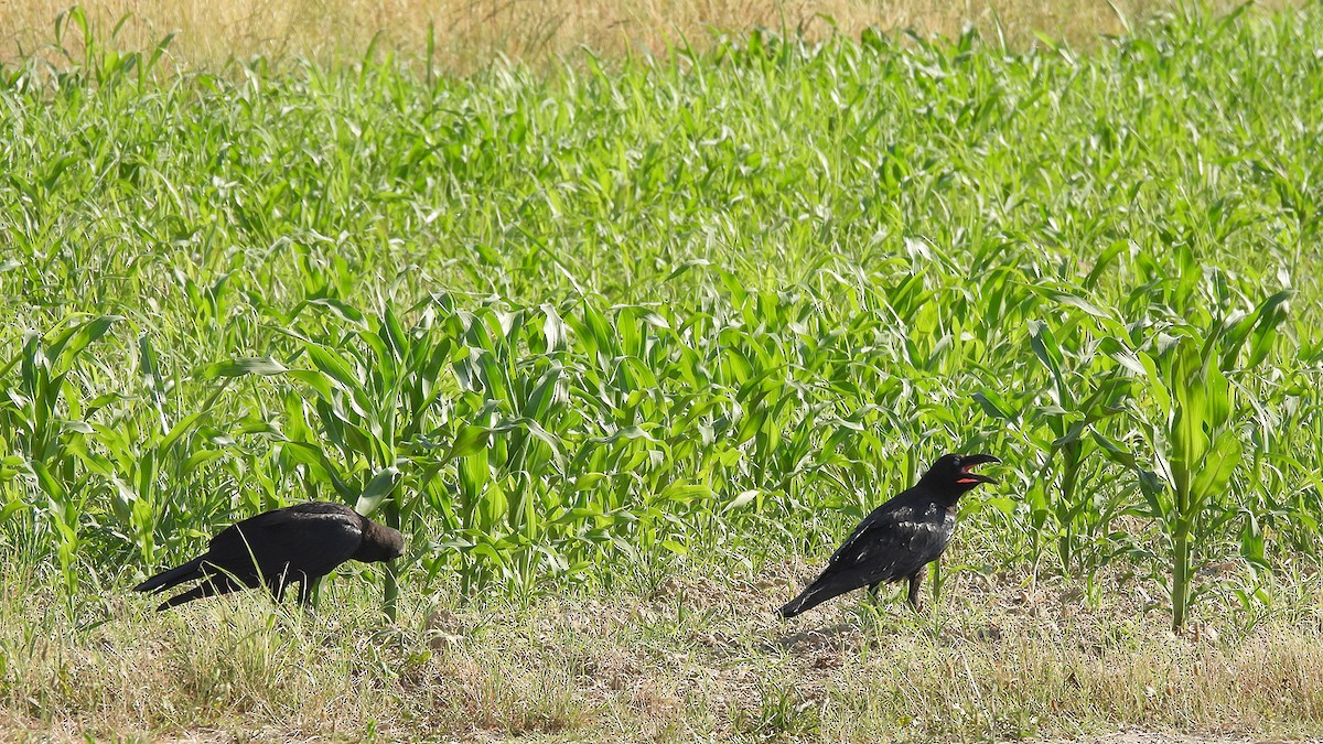 Common Raven - ML637688873