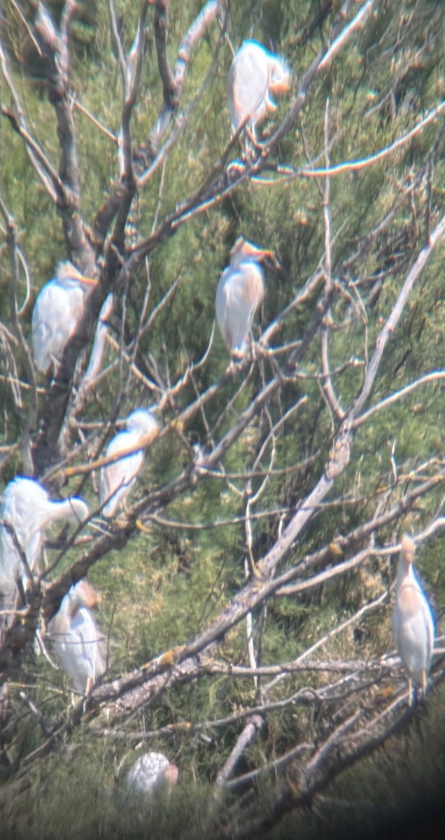 Western Cattle-Egret - ML637688877