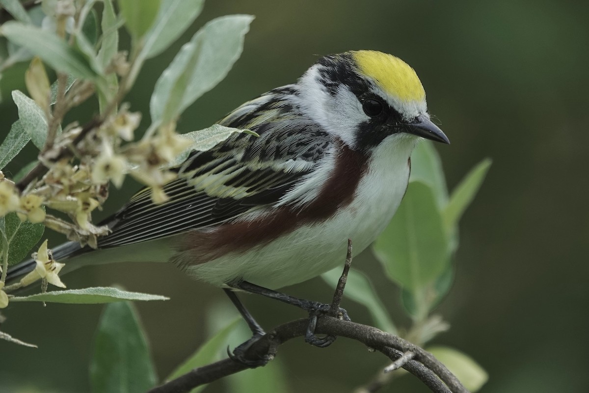 brunsideparula - ML637688886