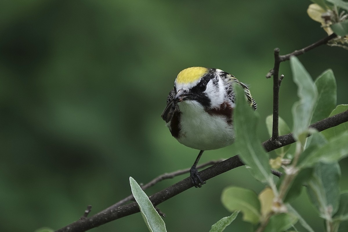 brunsideparula - ML637688888