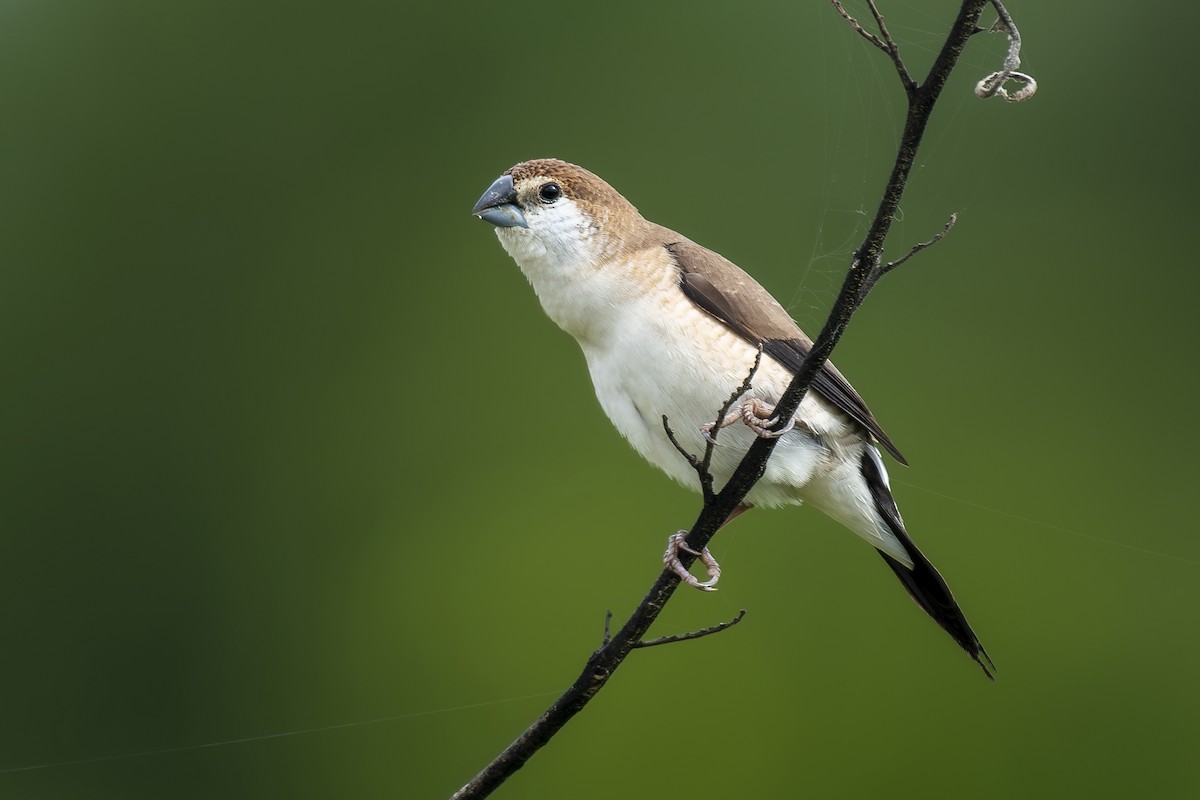 indiasølvnebb - ML637688905