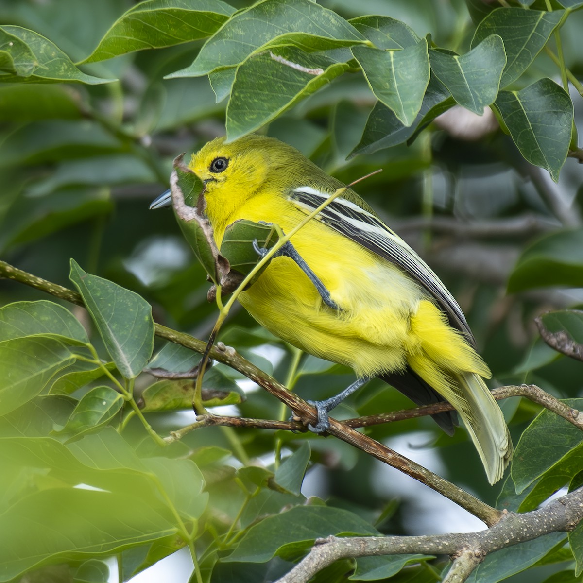 Garteniora - ML637688934