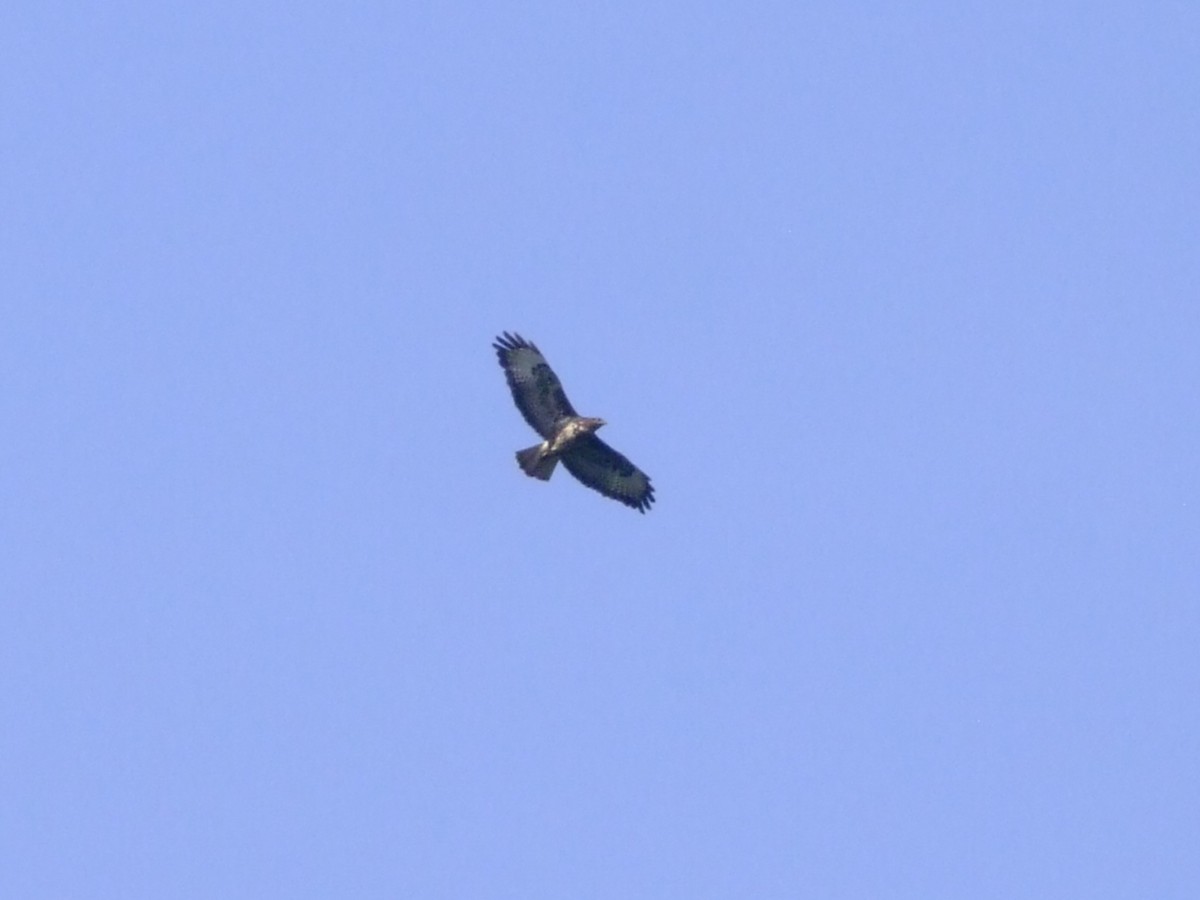 Mäusebussard - ML637688937