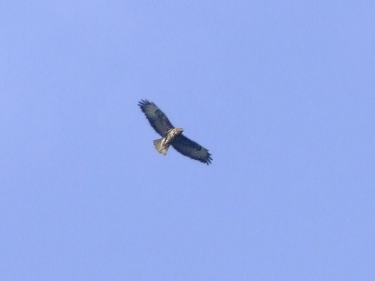 Mäusebussard - ML637688938