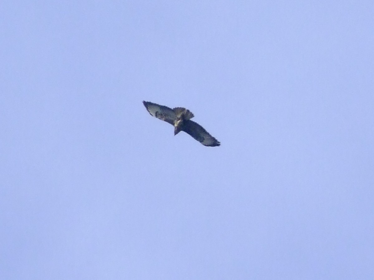 Mäusebussard - ML637688939
