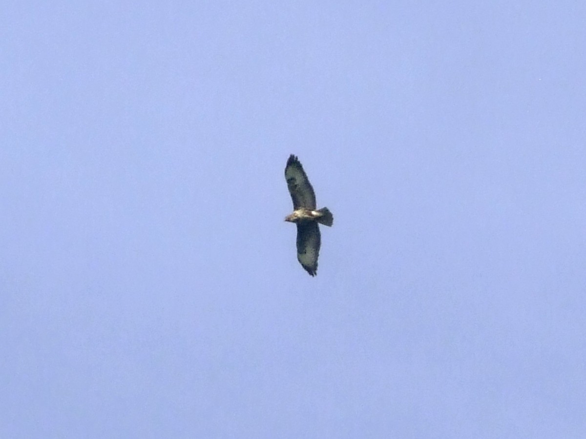 Mäusebussard - ML637688940