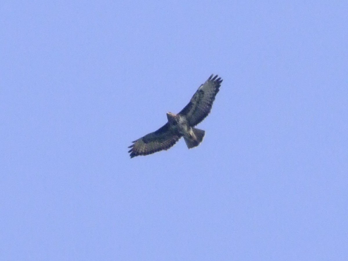 Mäusebussard - ML637688942