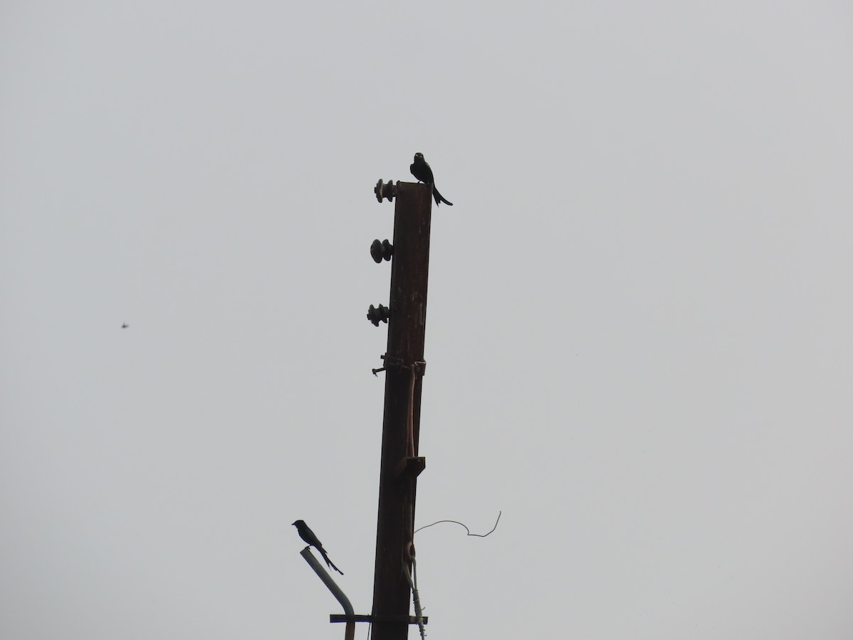 Königsdrongo - ML637688954