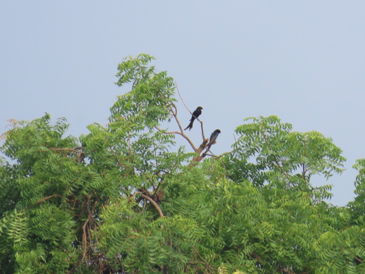 Königsdrongo - ML637688955