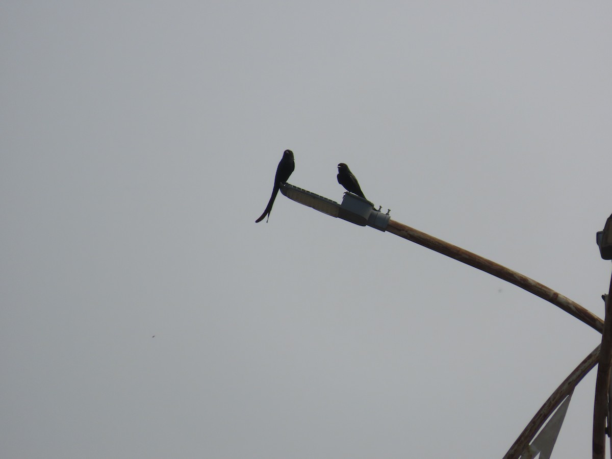 Königsdrongo - ML637688958