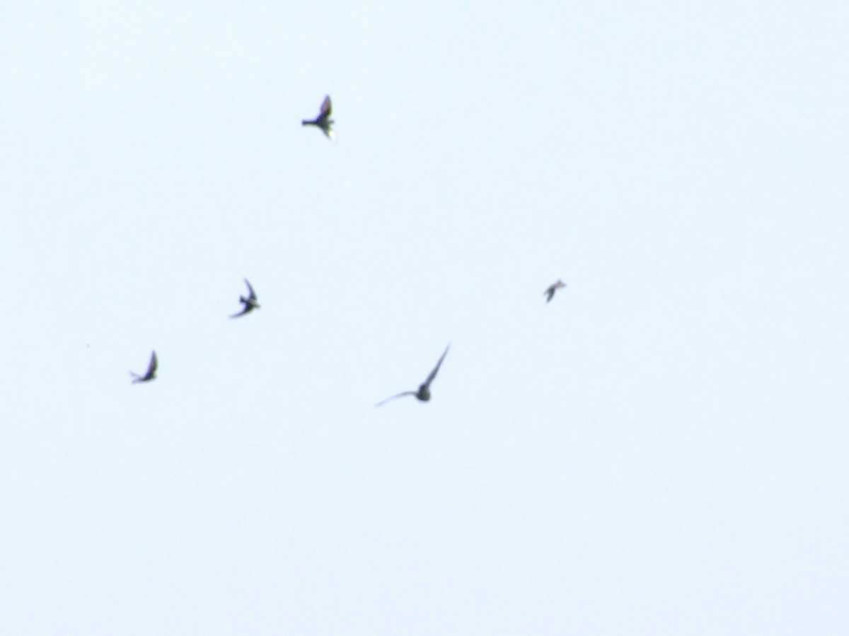 Turmfalke - ML637688964