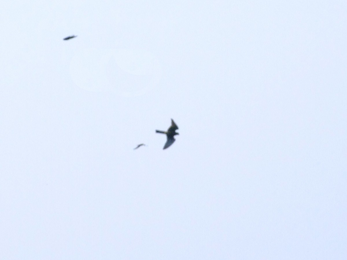 Turmfalke - ML637688965