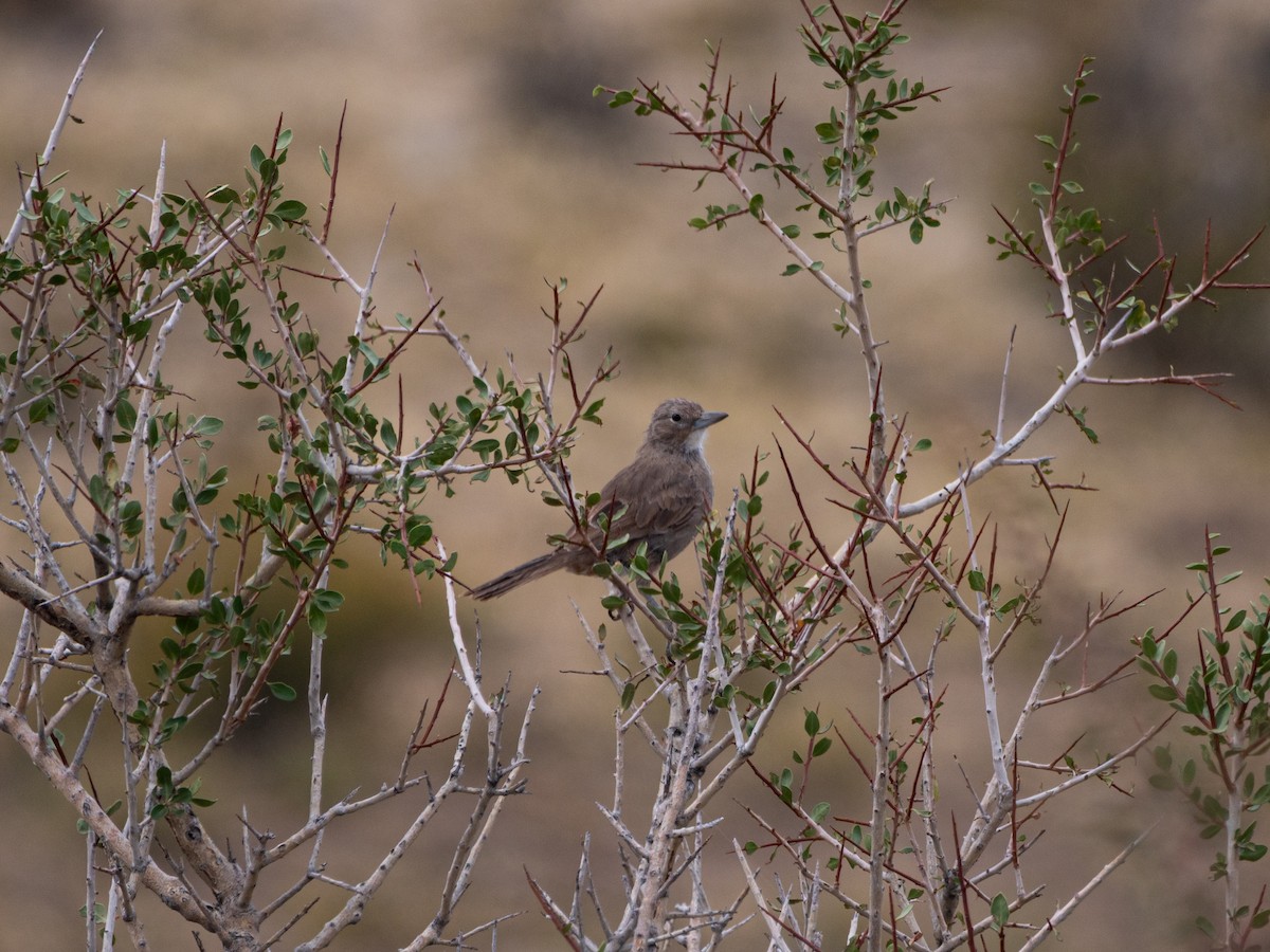 White-throated Cacholote - ML637688982