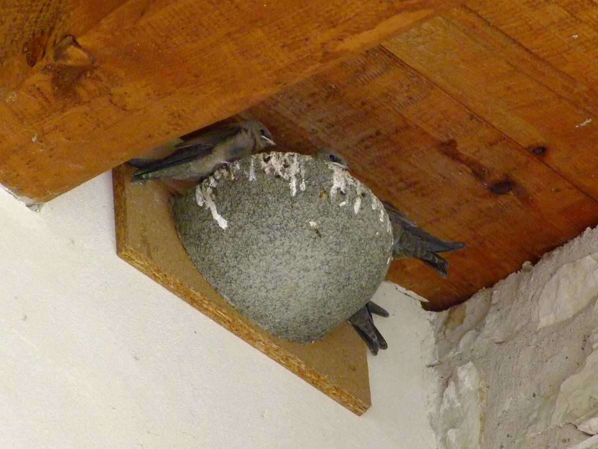 Felsenschwalbe - ML637688997