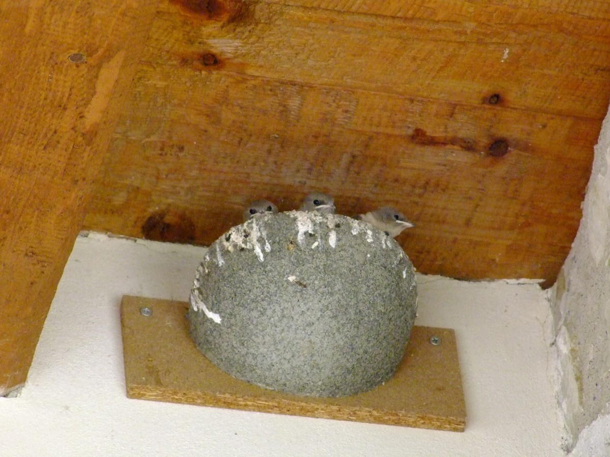 Felsenschwalbe - ML637688998