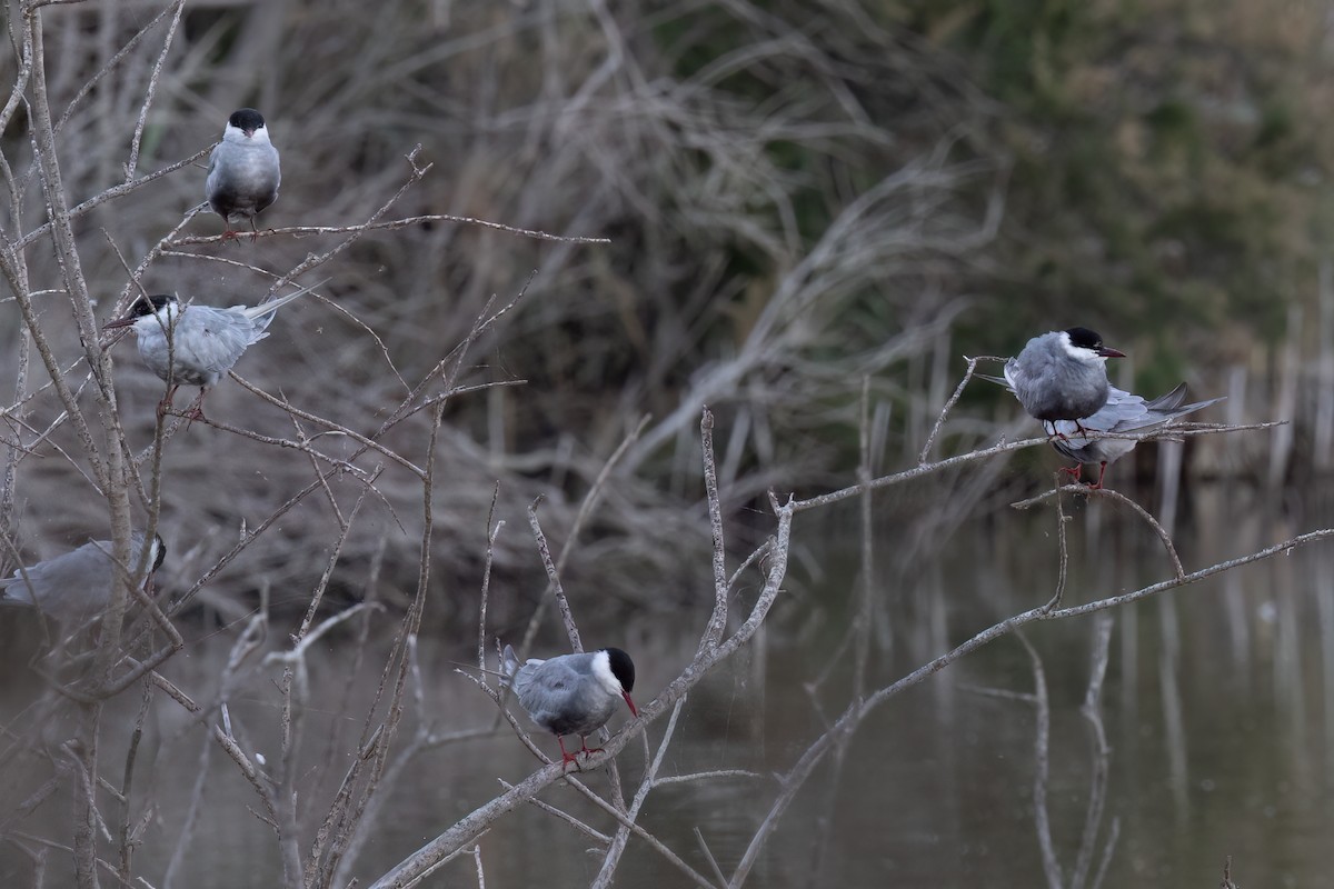 Whiskered Tern - ML637689035