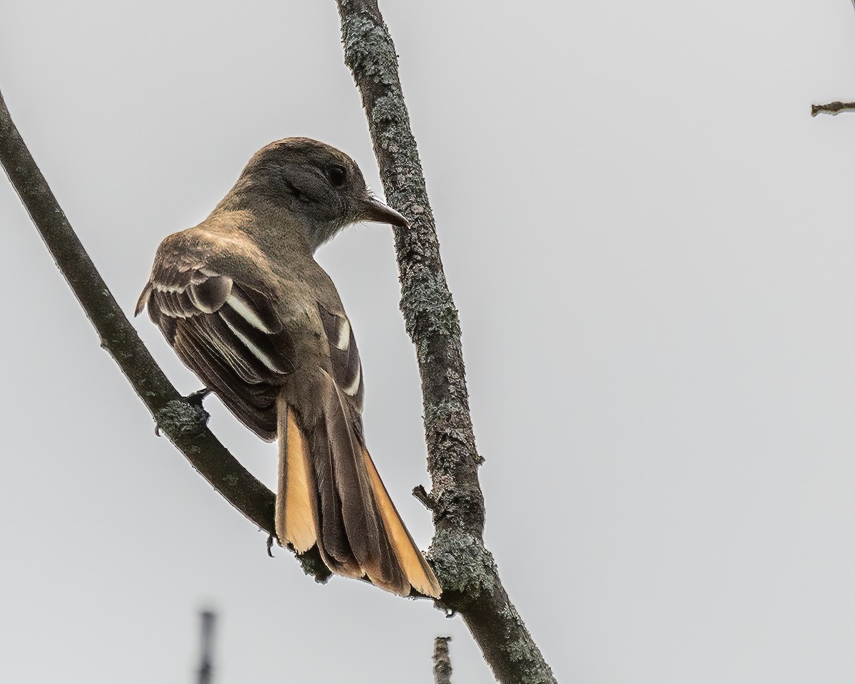 Great Crested Flycatcher - ML637689054