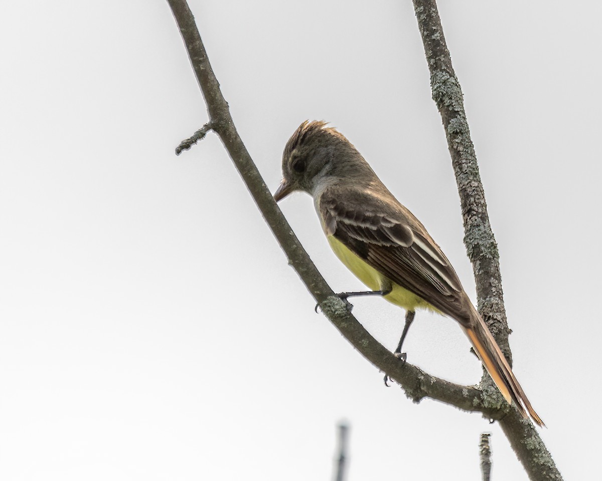 Great Crested Flycatcher - ML637689055