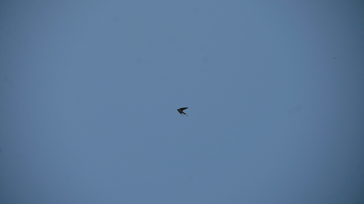 Barn Swallow - ML637689056