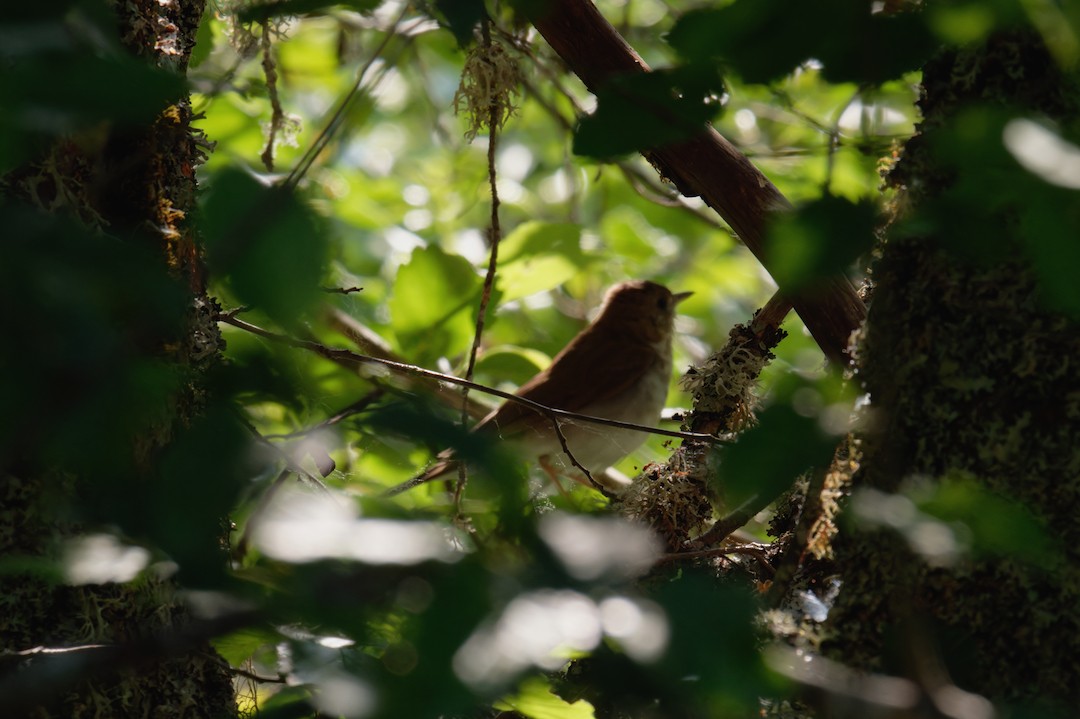 Veery - ML637689057