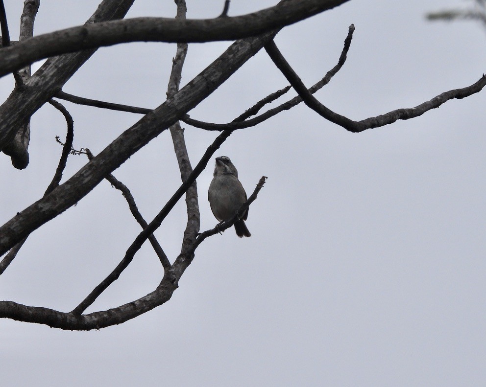 Tumbes Sparrow - ML637689059