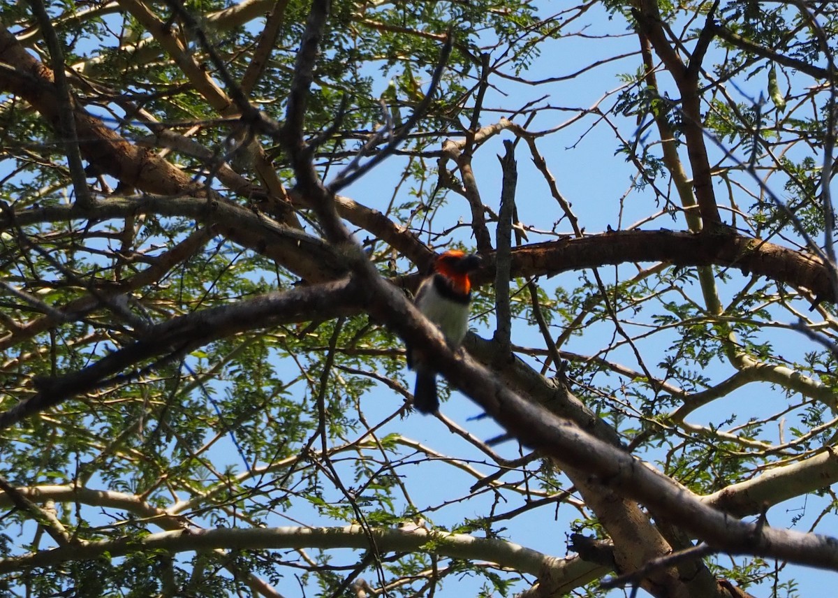 Black-collared Barbet - ML637689060