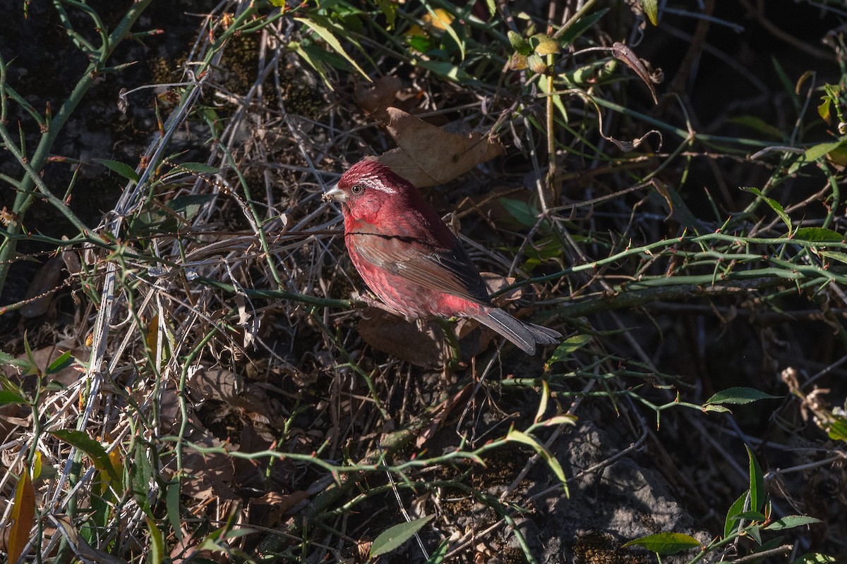 Vinaceous Rosefinch - ML637689062