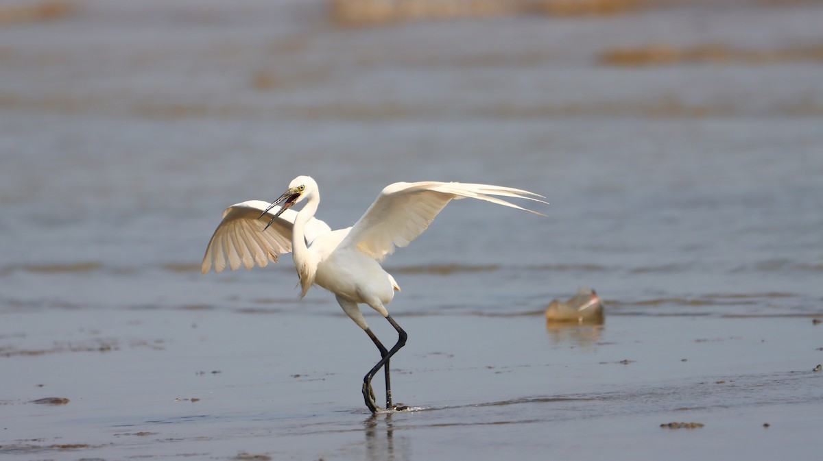 Little Egret - ML637689071