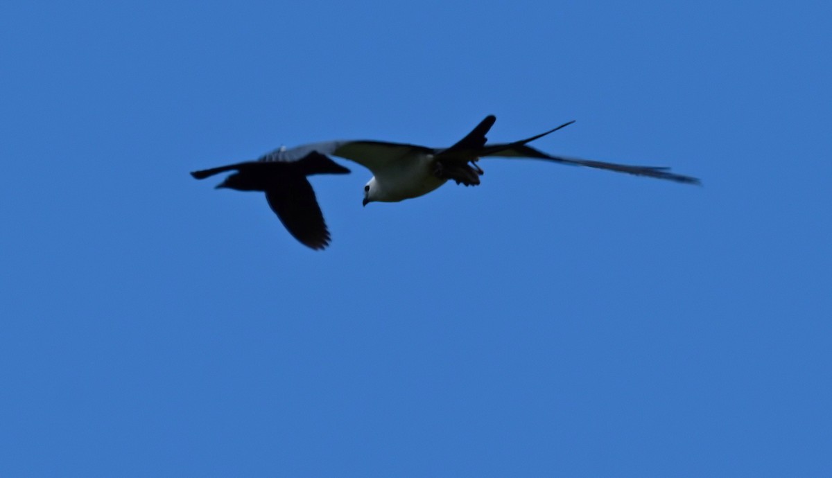 Swallow-tailed Kite - ML637689072