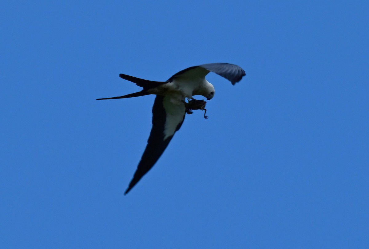 Swallow-tailed Kite - ML637689073