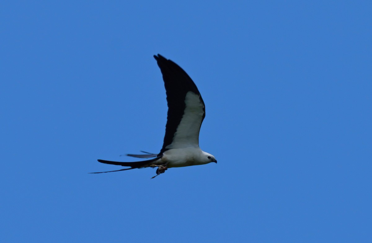 Swallow-tailed Kite - ML637689074