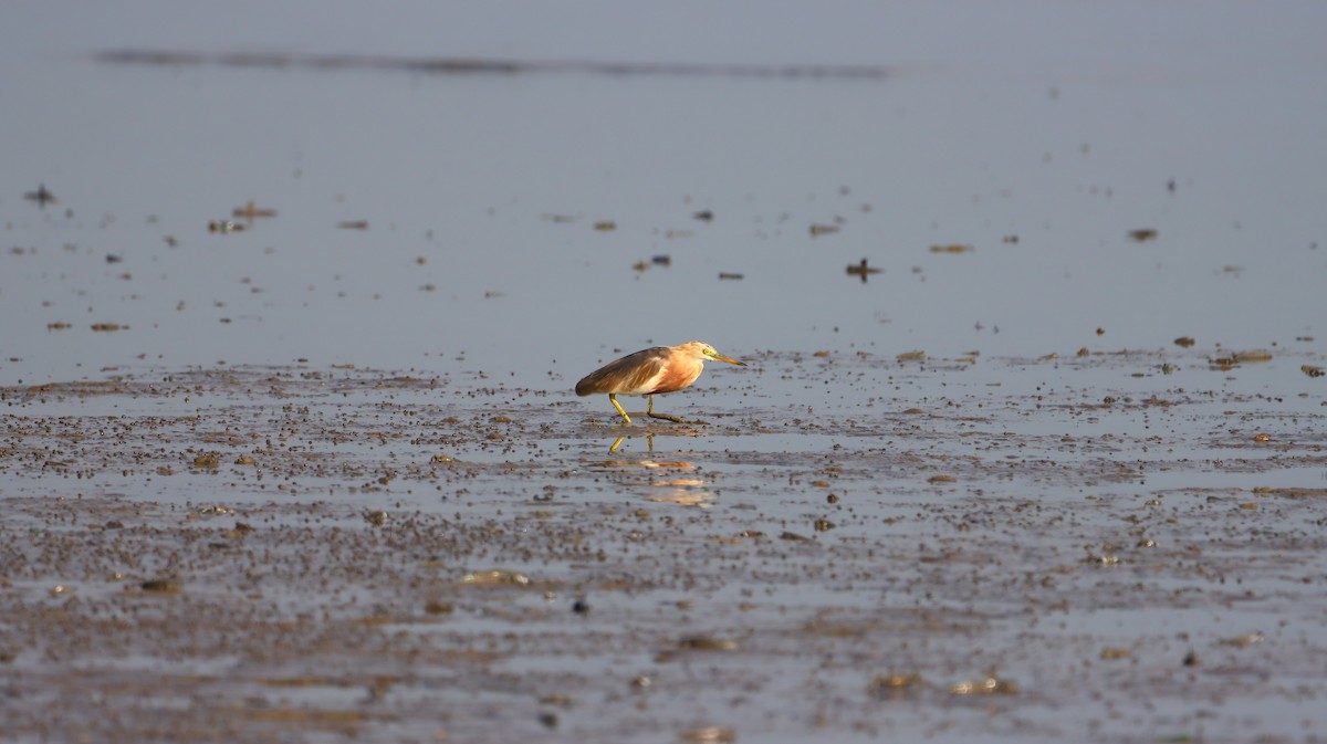 Javan Pond-Heron - ML637689075