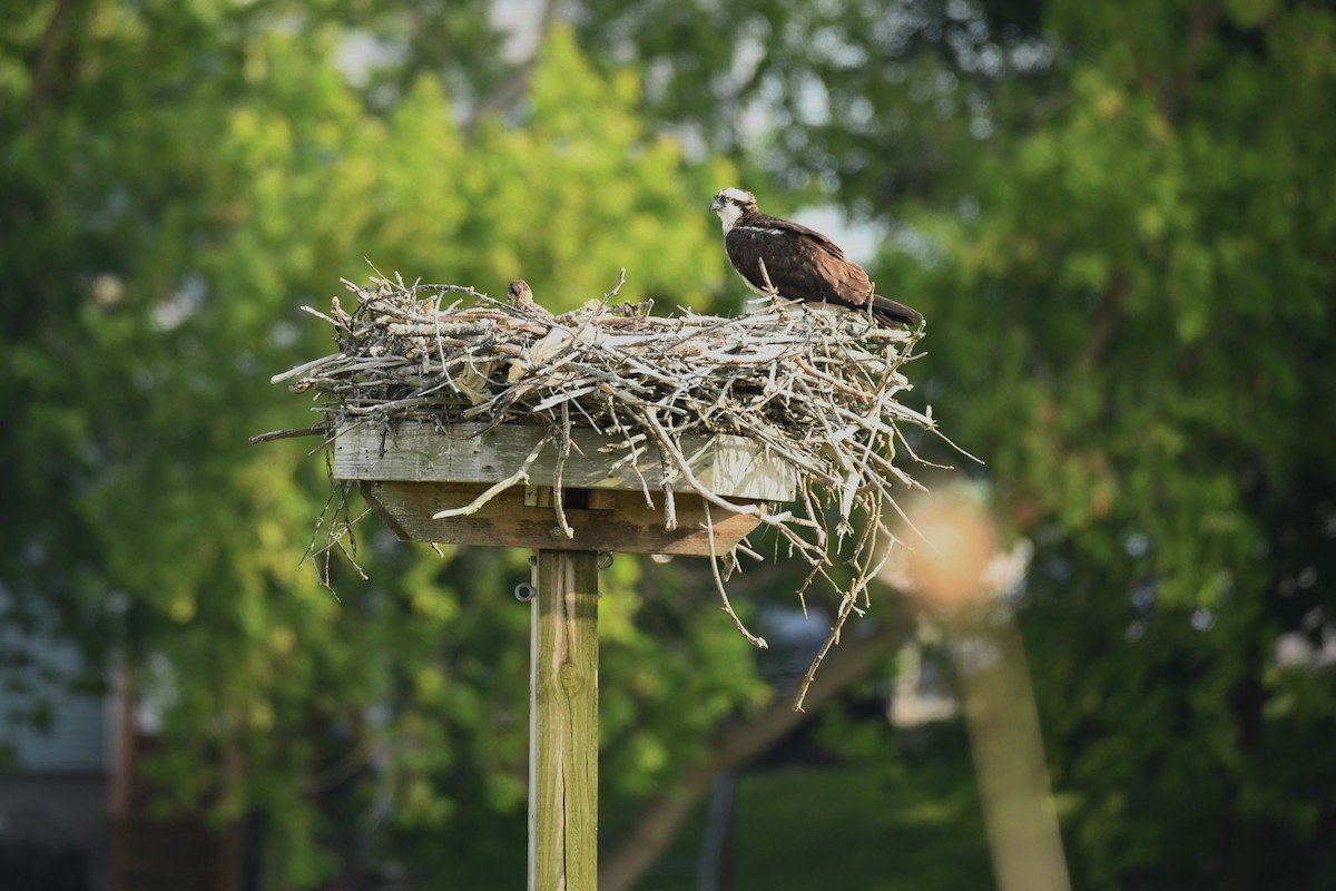 Osprey - ML637689077