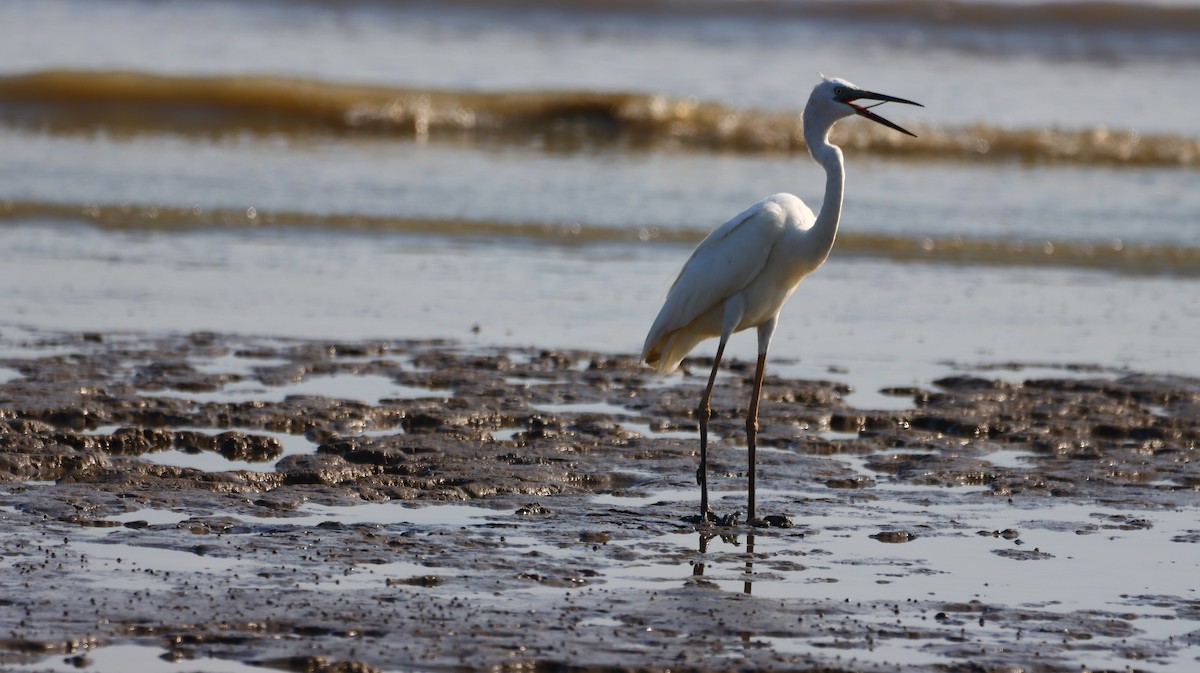 Great/Medium Egret - ML637689078