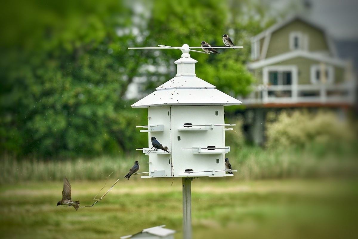 Purple Martin - ML637689083