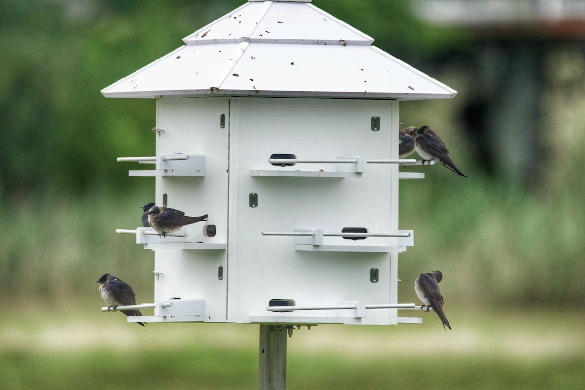 Purple Martin - ML637689084