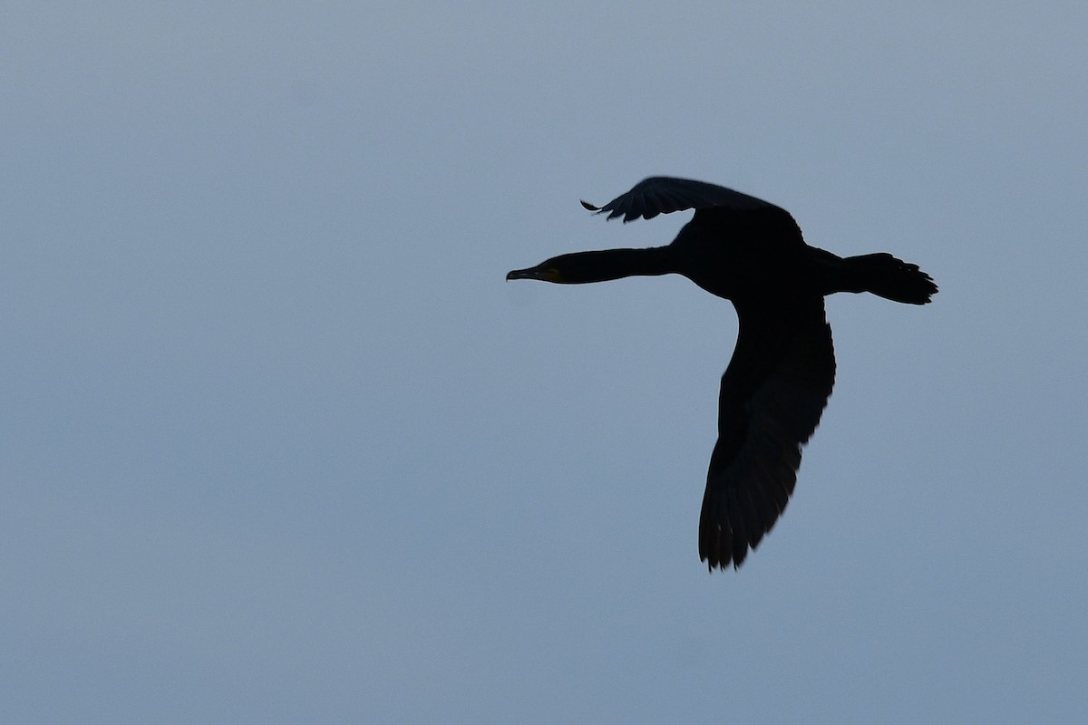 Cormoran à aigrettes - ML637689095