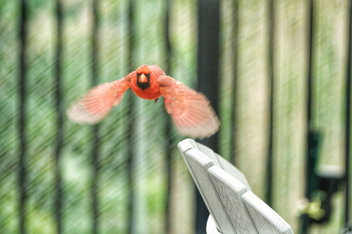 Cardinal rouge - ML637689099